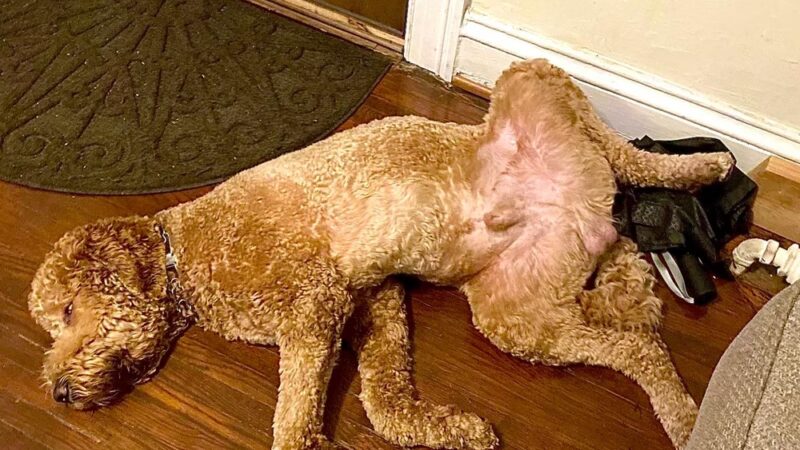 Fido Fitness and Play - Washington,