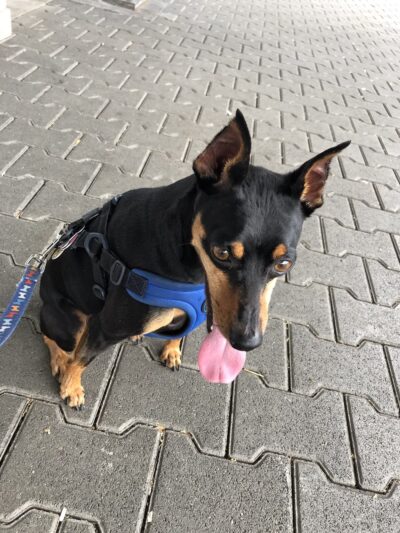 Fido Fitness and Play - Washington,