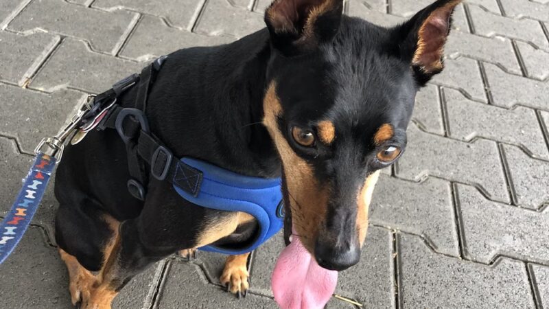 Fido Fitness and Play - Washington,