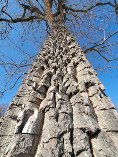 Fort Circle Parks - Washington,