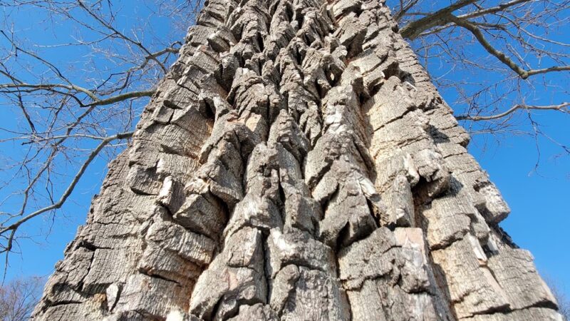 Fort Circle Parks - Washington,