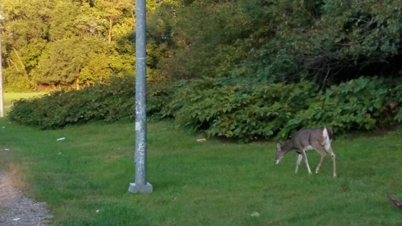 Fort Slocum Park - Washington,