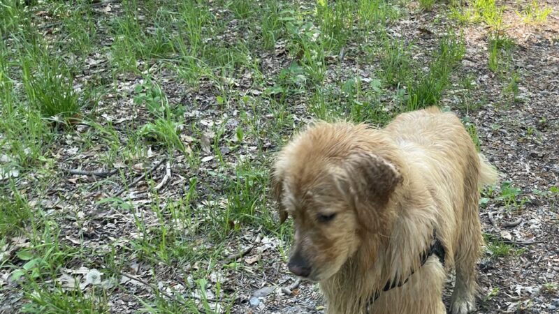 Klingle Road Trail head - Washington,