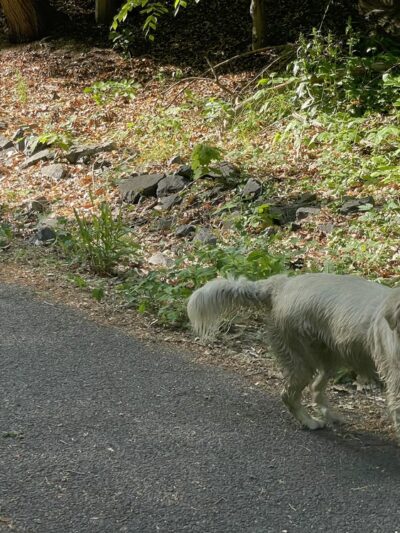 Klingle Road Trail head - Washington,