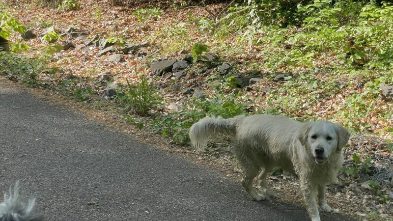 Klingle Road Trail head - Washington,
