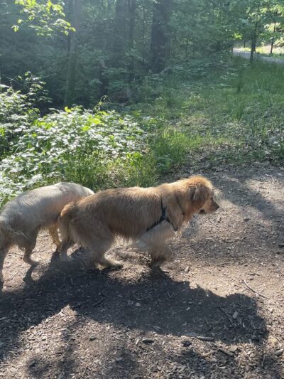 Klingle Road Trail head - Washington,