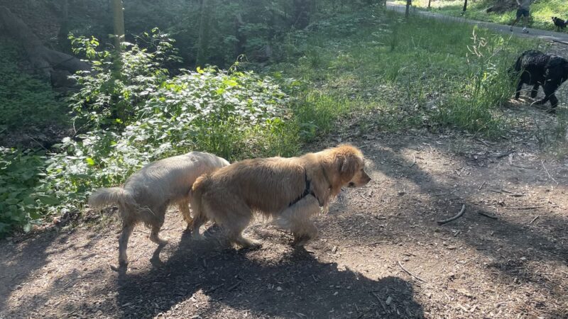 Klingle Road Trail head - Washington,