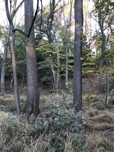 Linnean Park - Washington,