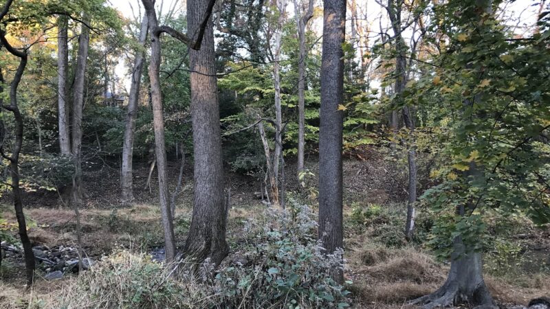 Linnean Park - Washington,
