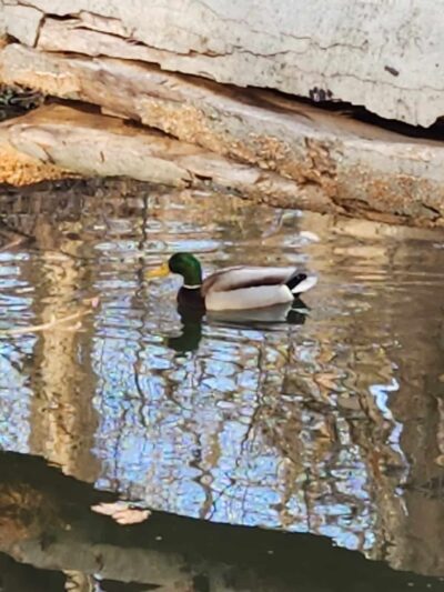 Linnean Park - Washington,
