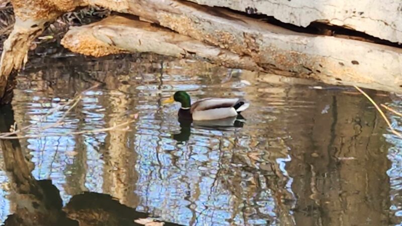 Linnean Park - Washington,