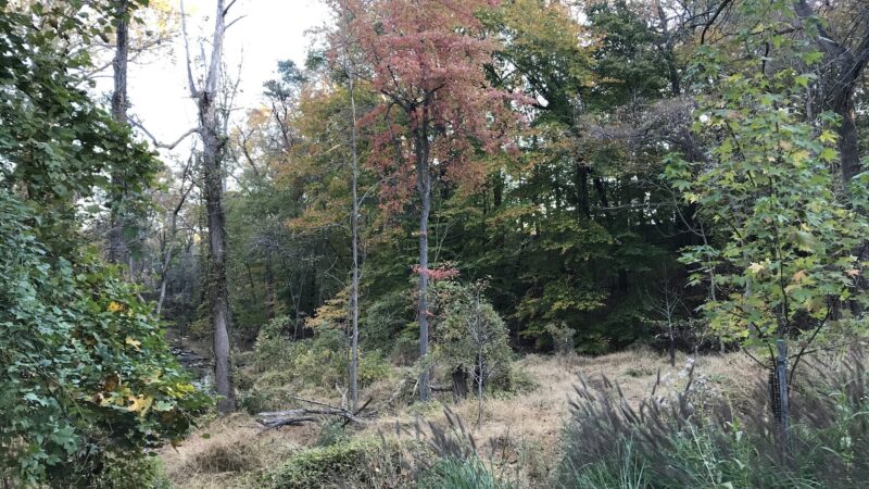 Linnean Park - Washington,