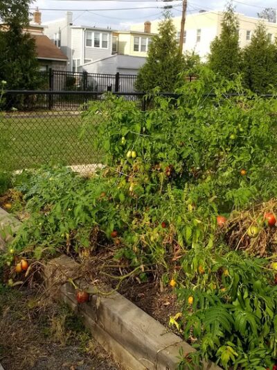 Noyes Park - Washington,