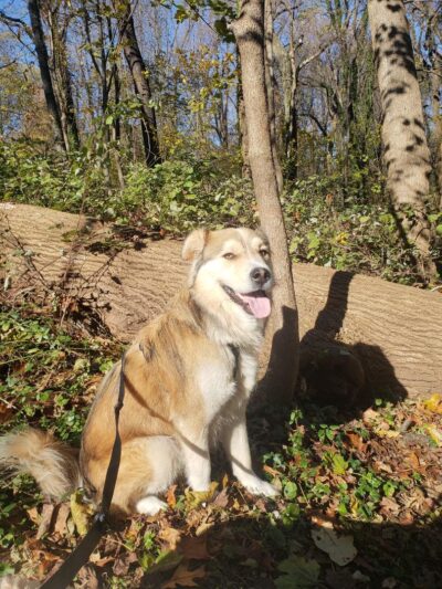 Pant & Wag: DC Dog Adventures and DC Dog Fitness - Washington,