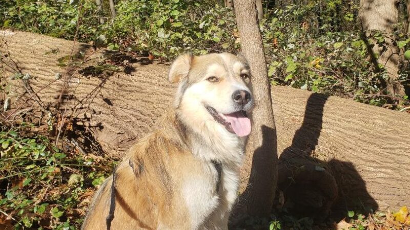 Pant & Wag: DC Dog Adventures and DC Dog Fitness - Washington,