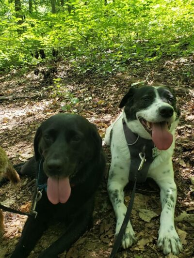 Pant & Wag: DC Dog Adventures and DC Dog Fitness - Washington,