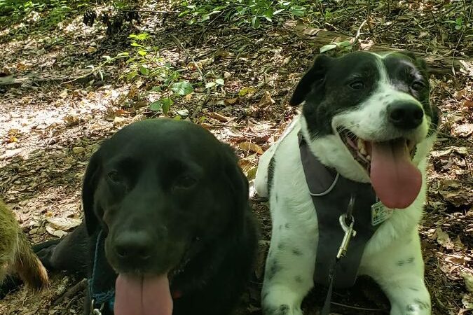 Pant & Wag: DC Dog Adventures and DC Dog Fitness - Washington,