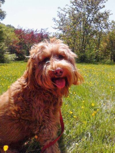 Pant & Wag: DC Dog Adventures and DC Dog Fitness - Washington,