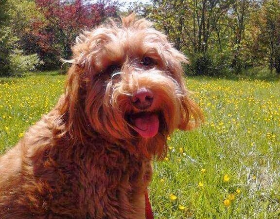 Pant & Wag: DC Dog Adventures and DC Dog Fitness - Washington,