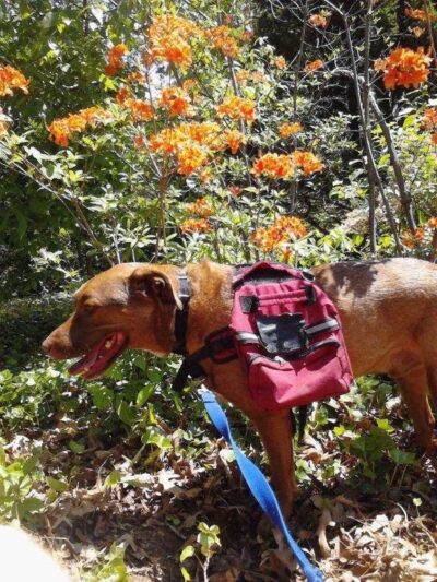 Pant & Wag: DC Dog Adventures and DC Dog Fitness - Washington,