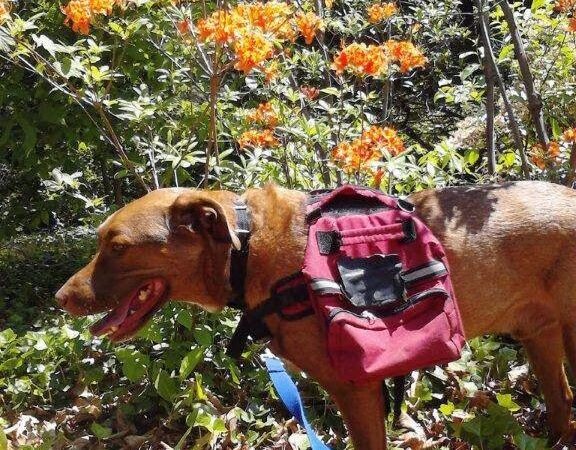 Pant & Wag: DC Dog Adventures and DC Dog Fitness - Washington,