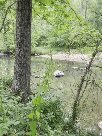 Picnic Grove #10 - Washington,