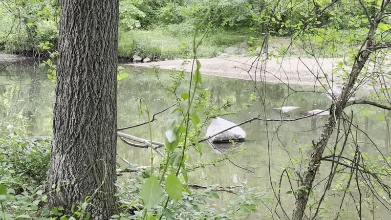 Picnic Grove #10 - Washington,