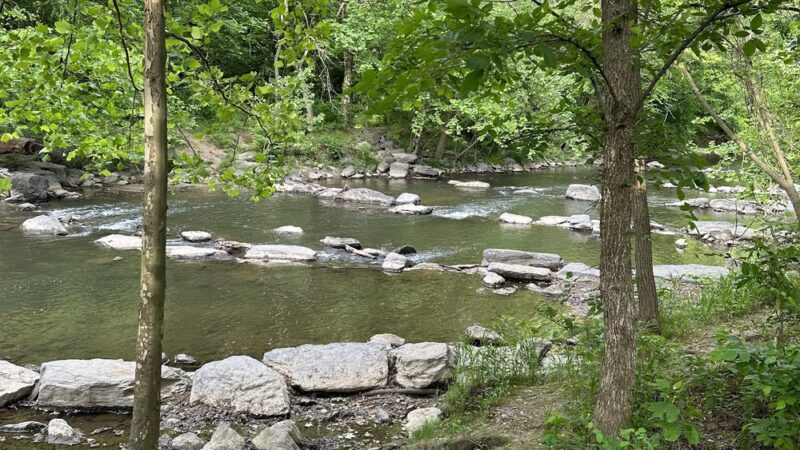 Picnic Grove #10 - Washington,