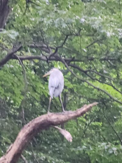 Piney Branch Park - Washington,