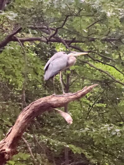 Piney Branch Park - Washington,