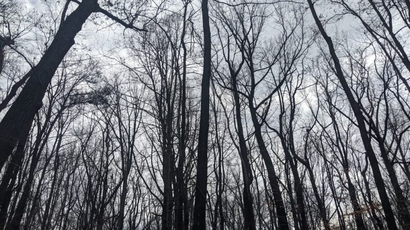 Rock Creek Park Holly Trail - Washington,