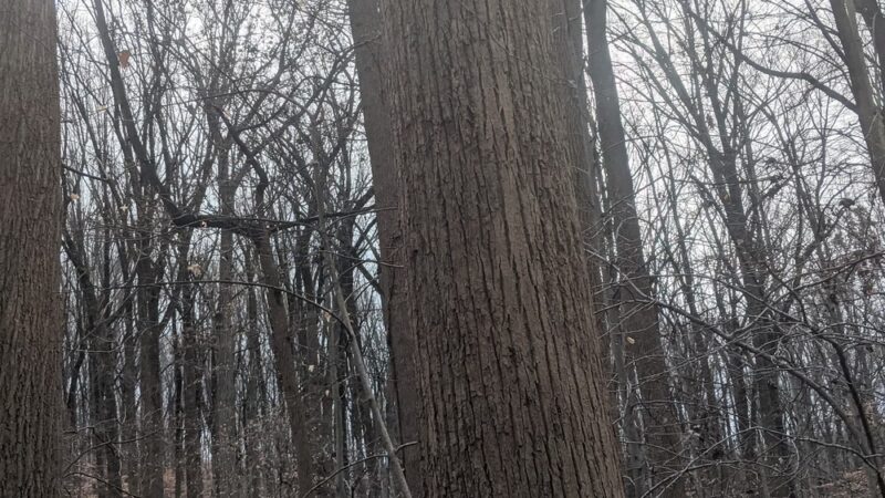 Rock Creek Park Holly Trail - Washington,