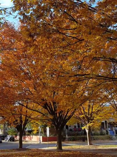 Sherman Circle Park - Washington,