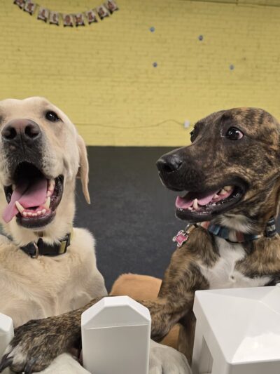 The Dog Coop - Washington,