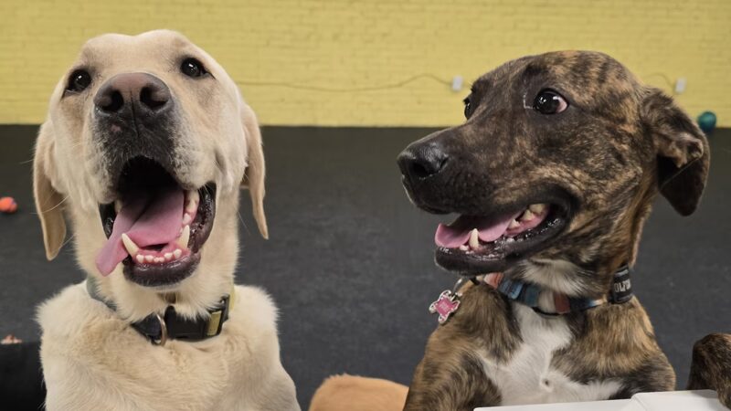 The Dog Coop - Washington,