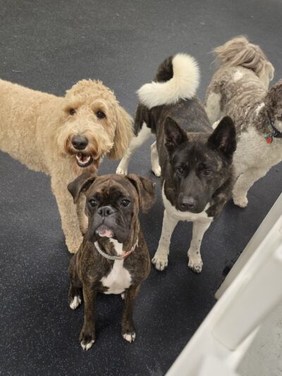 The Dog Coop - Washington,