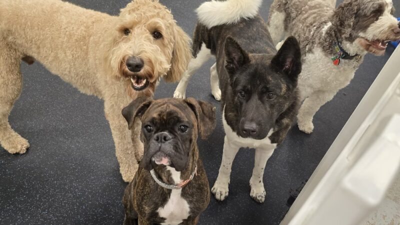 The Dog Coop - Washington,