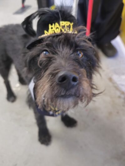 The Dog Coop - Washington,