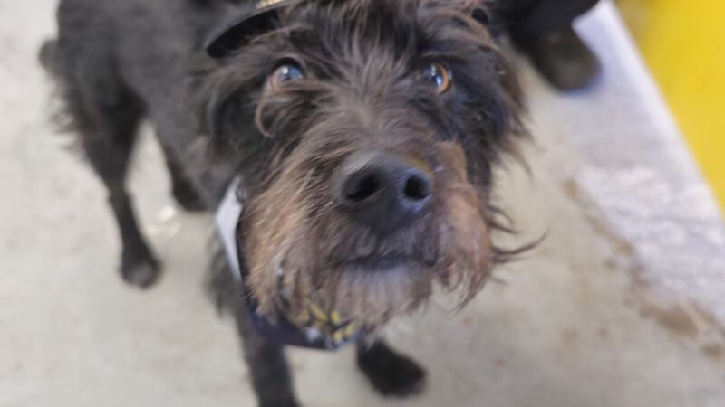 The Dog Coop - Washington,