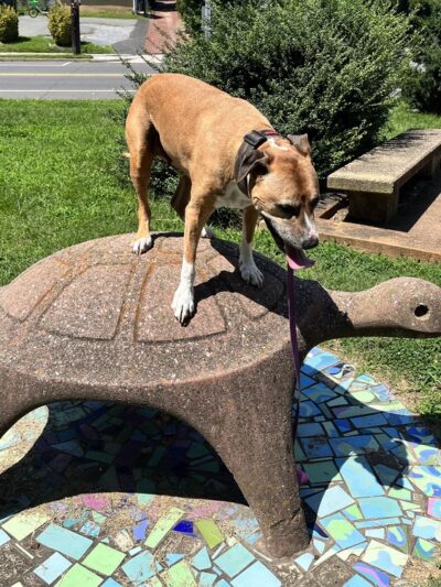 Turtle Park - Washington,