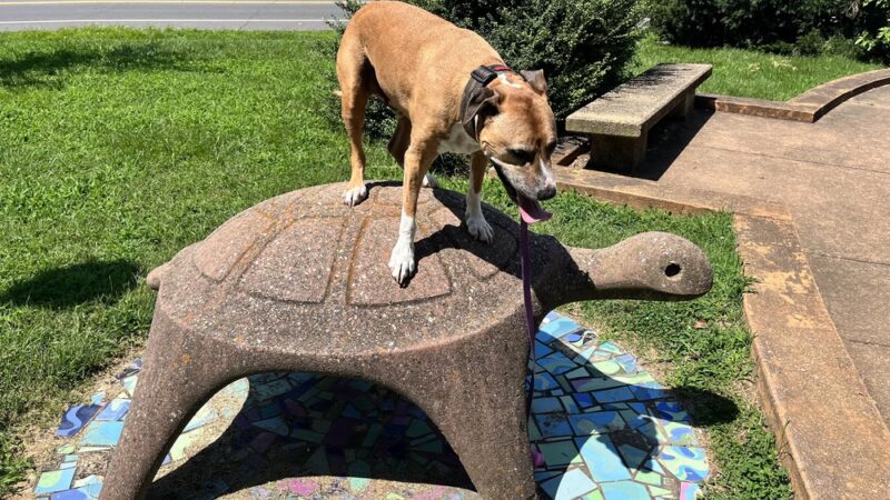 Turtle Park - Washington,