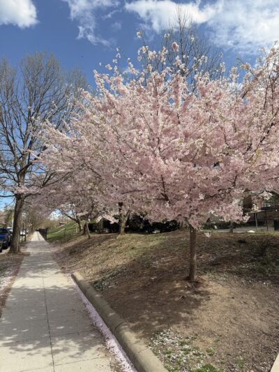 Upshur Park - Washington,