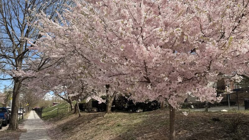 Upshur Park - Washington,