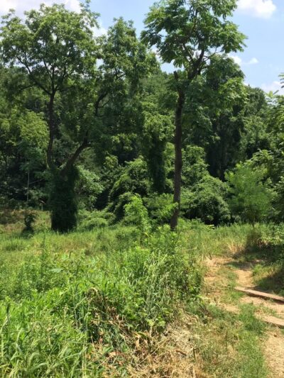 Whitehaven Trail - Washington,