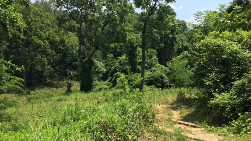 Whitehaven Trail - Washington,