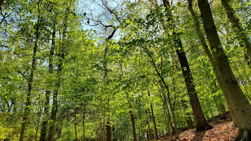 Woodland-Normanstone Terrace Park - Washington,