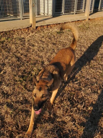 Candyman Pet Lodge - Waskom, TX