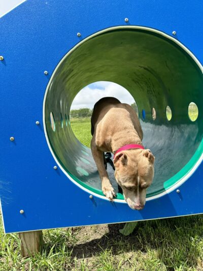 Watertown Dog Park - Watertown, WI