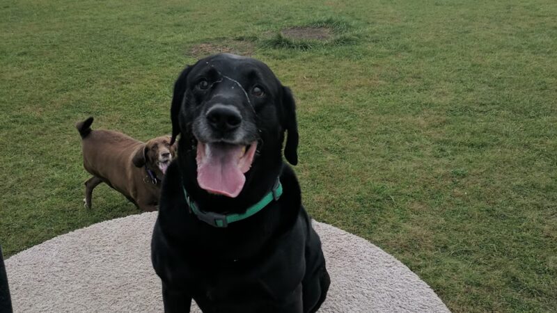 Watertown Dog Park - Watertown, WI