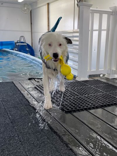 Soggie Doggie LLC - Watsontown, PA